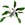 Sage