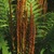 Ferns: Osmunda cinnamomea