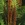 Ferns: Osmunda cinnamomea