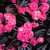 Begonias: Begonia 'Doublet Rose'