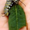 Butterfly Gardens