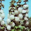 Perennials_alcea_rosea_chater_s_white-1