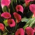 Calla_lilies_zantedeschia_gem-1.small