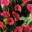 calla-lily