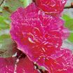 Perennials_alcea_rosea_chater_s_pink-1