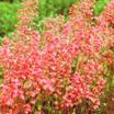 Coral_bells_heuchera_rosemary_bloom-1