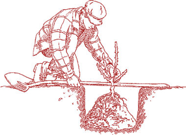 Planting-bare-root-rose-2