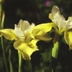 Iris_iris_sibirica_x_butter_and_sugar-1