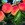 Peach and Nectarine: Prunus persica 'Com-Pact Redhaven'