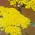 Yarrow: Achillea filipendulina 'Moonshine'