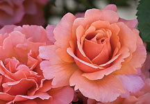 Easy_does_it_rose