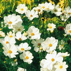 Cosmos-white-series