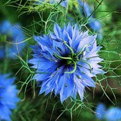 Organic-love-in-a-mist-nigella