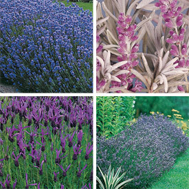 Lavender