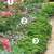 Fragrant_rose_border.small