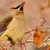 Cedar_waxwing_bird.small
