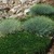 Thyme