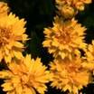 Coreopsis_coreopsis_lanceolata_double_sunburst-1