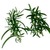 Creeping-rosemary
