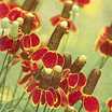Annuals_ratibida_columnaris-1