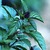 Basil-thai