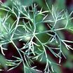 Dill