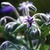 Borage