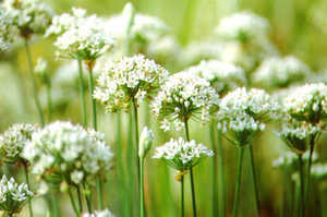 Chives