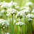 Chives