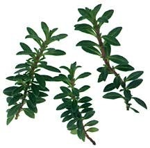 Winter-savory