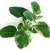 Licorice-herbs