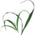Lemongrass