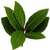 Bay-laurel-herbs