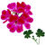 Scented-geranium