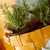 Growing_herbs