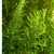 Rosemary