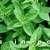 Herbs_in_pots