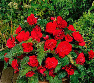 Begonia, New Star Red