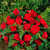 Begonias: Begonia 'New Star Red'