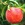 Peach and Nectarine: Prunus persica 'Starking Delicious'