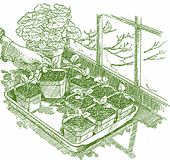 Seed_starting-drawing.detail