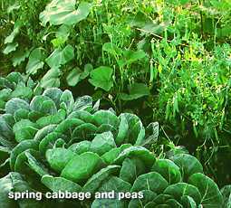 Cabbage-peas