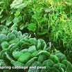 Cabbage-peas