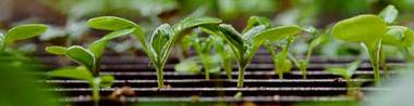 Seedling2