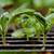 Seedling2