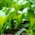 Seedling
