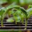 Seedling2