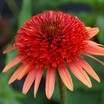 Echinacea_coral_reef_