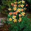 Perennials_homeria_collina-1