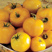 Tomatoes_lycopersicon_x_lemon_boy.thumb